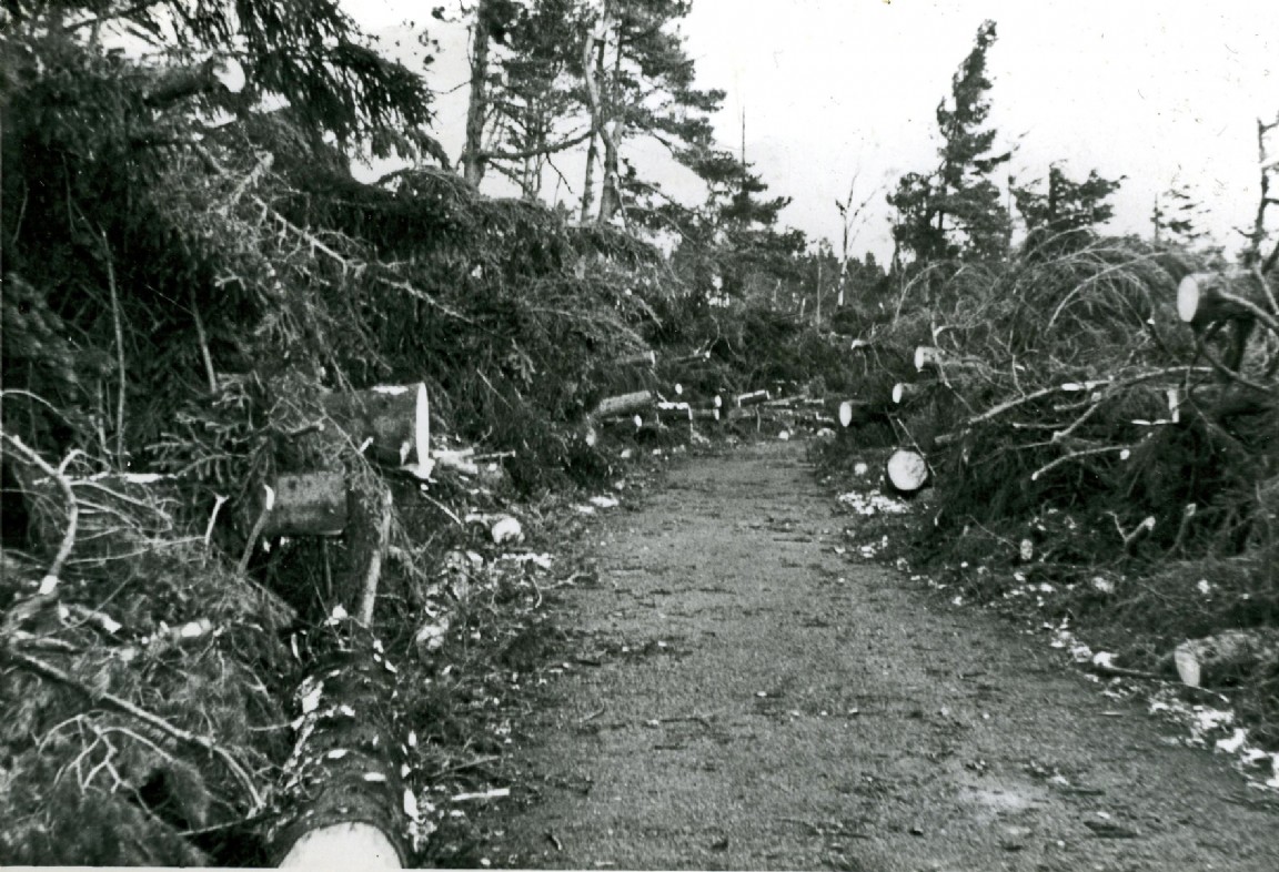 Tillypronie Estate after 1953 Gale