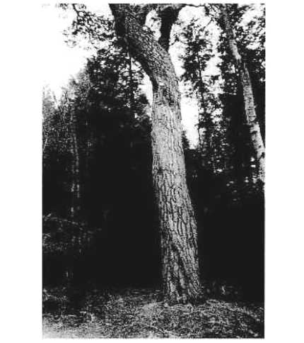 The ancient forests of Gordon Castle Estate