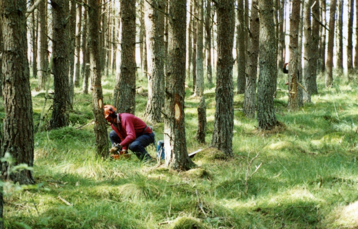 Felling sample trees in Clashindarroch Forest
