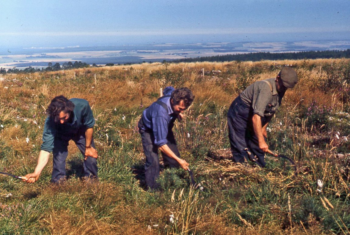 Weeding with grass hooks in Morayshire