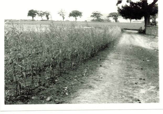 Willow osiers lined out in Tulliallan Nursery