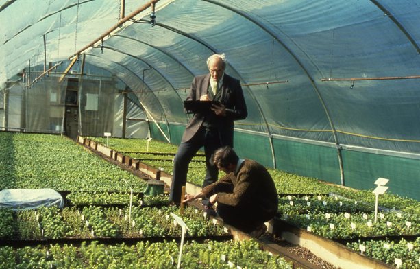 Polyhouse at Newton Nursery