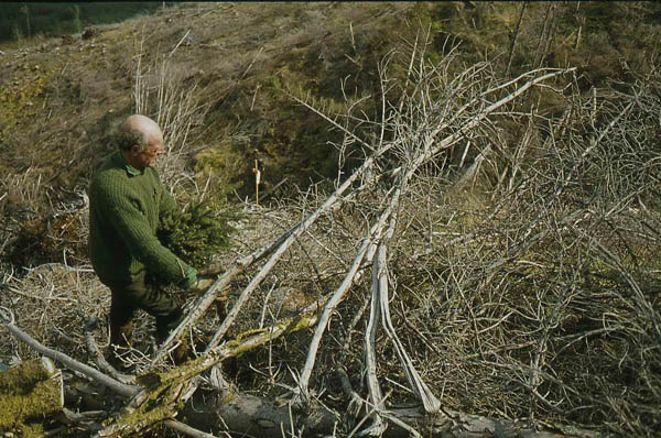 Replanting the felled forest at  Ratagan