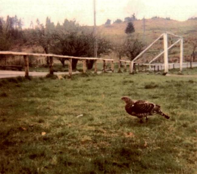 Tame Capercaille