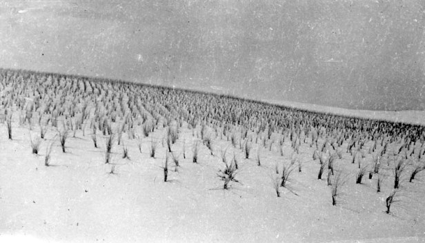 Culbin and RoseIsle Forests circa 1932