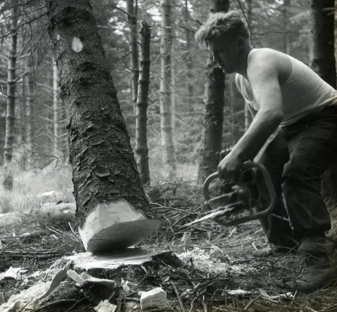 Inverliever Felling by chainsaw - Tommy Stewart 