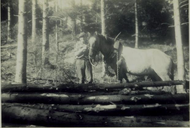 Horse working in log hauling