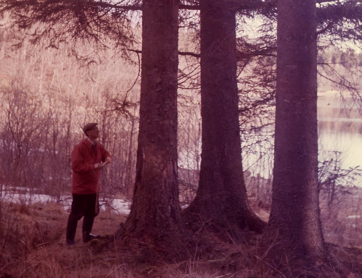 Inverliever Forest Sitka spruce planted 1916