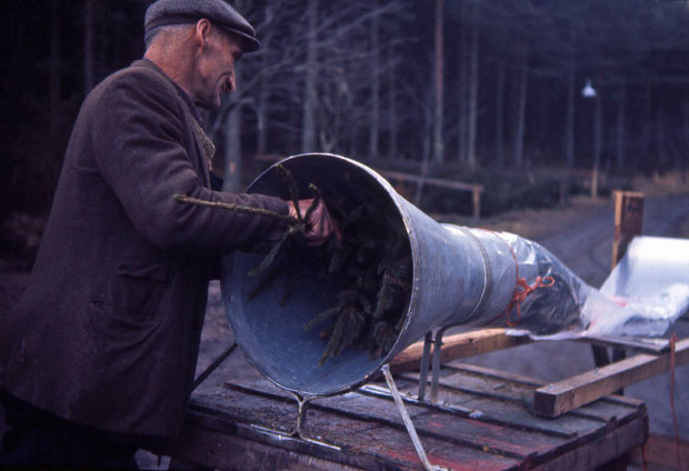 Christmas Trees at Kirkhill Forest 1971