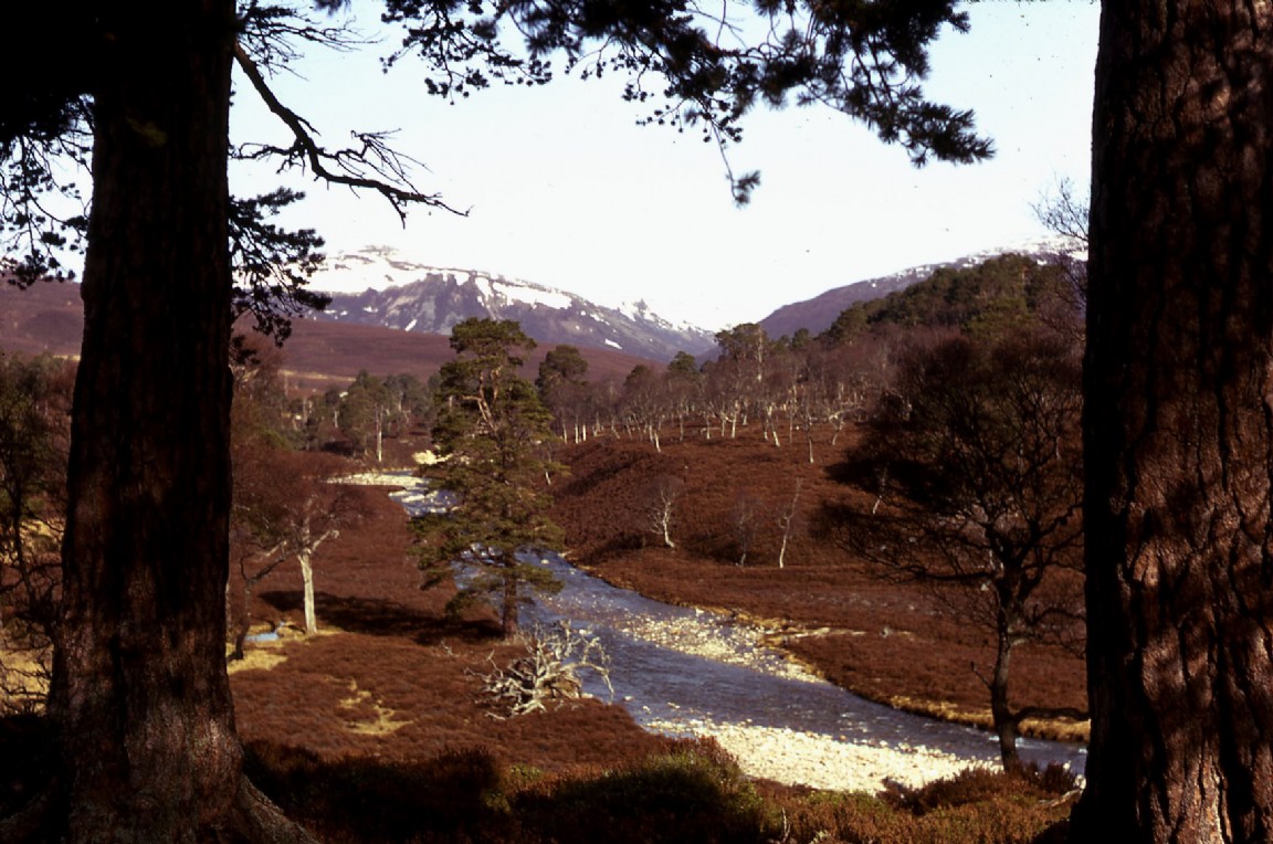 Natural Pine and Birch - Glen Quoich