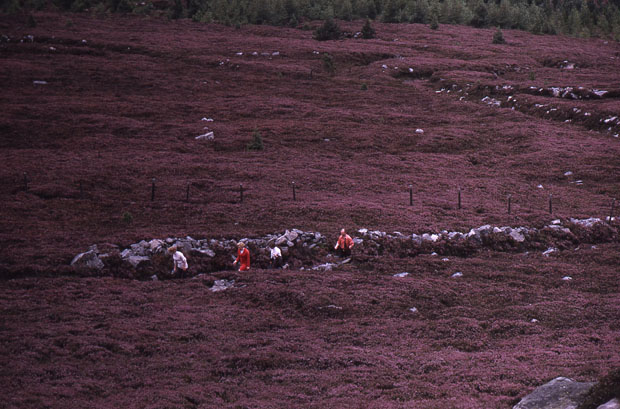 Walking up from Back o�Bennachie