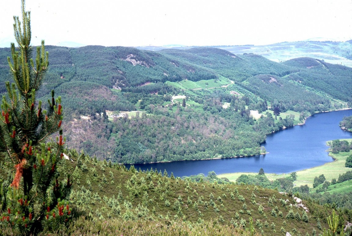 Tummel Forest Perthshire