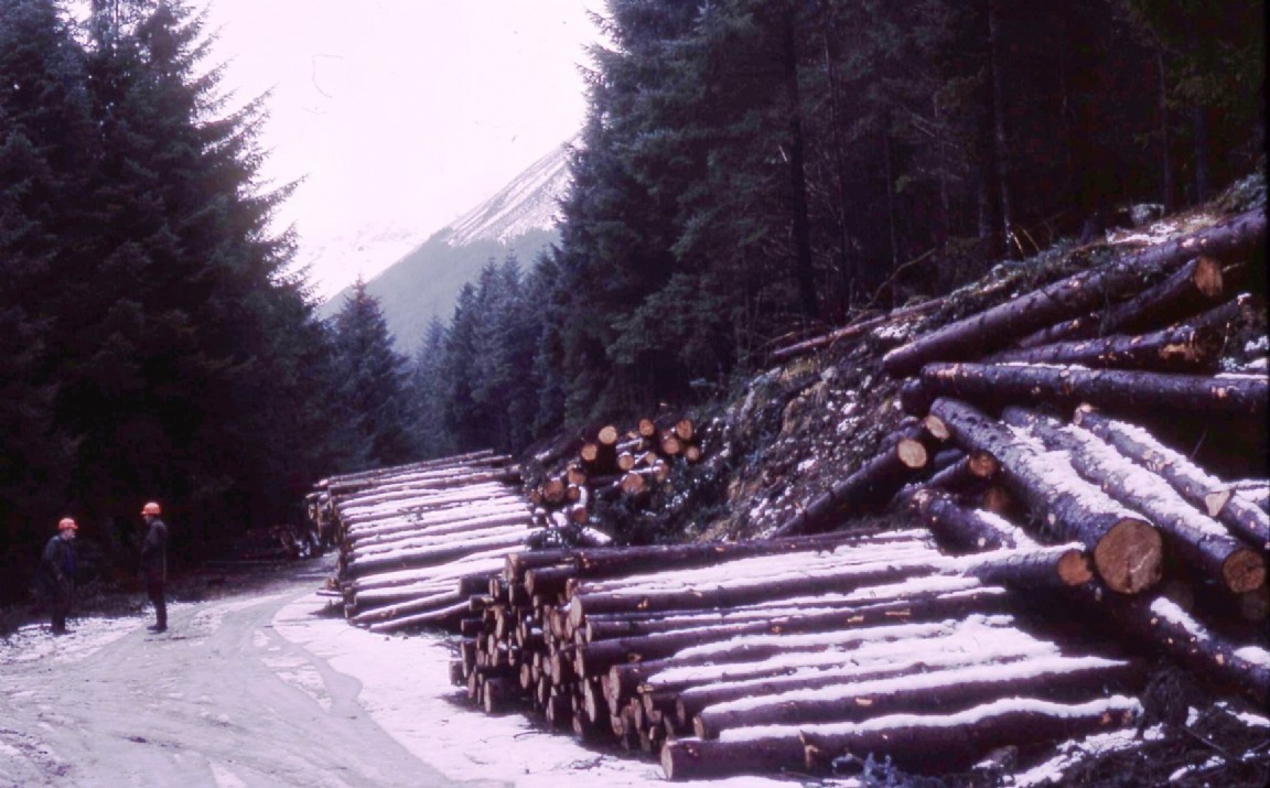Cablecrane course Glengarry Forest
