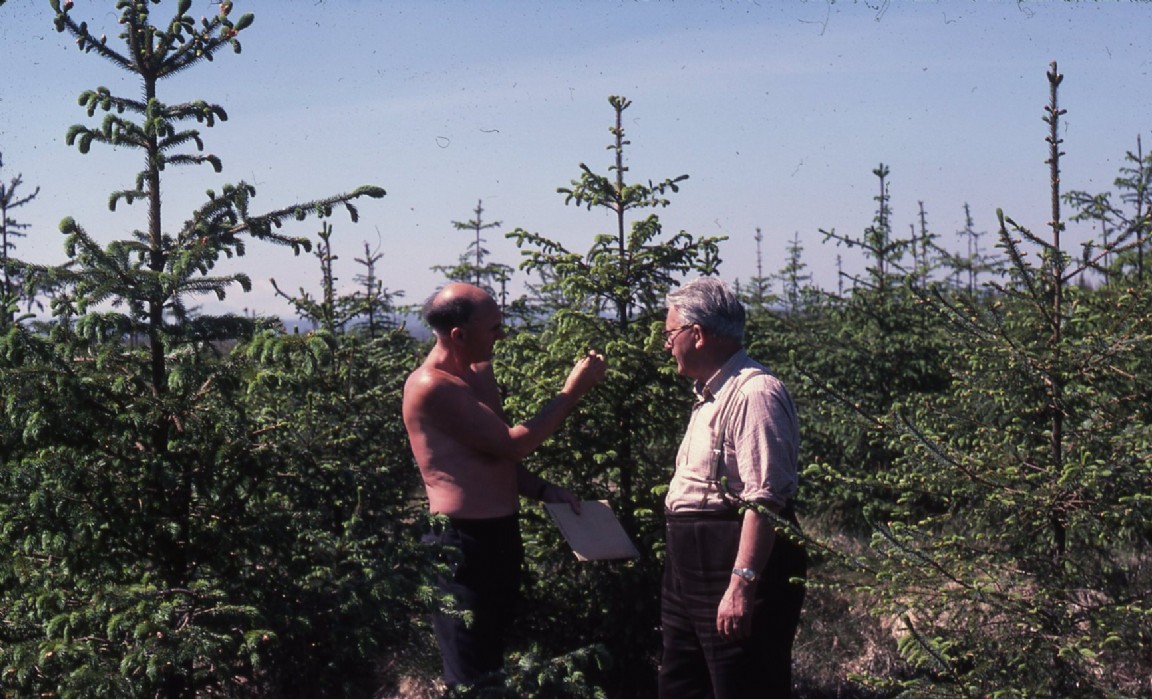 Garynahine Forest &mdash; Lewis