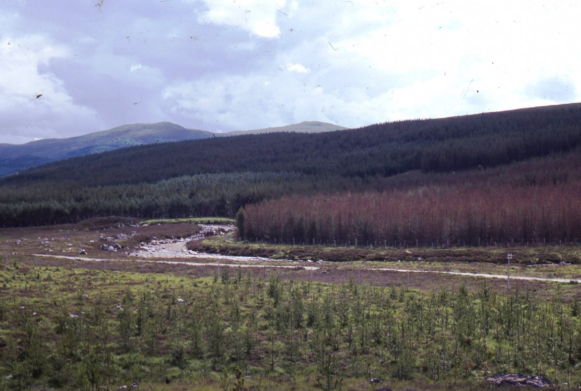 Strathrannoch Forest trees attacked by Pine Beauty