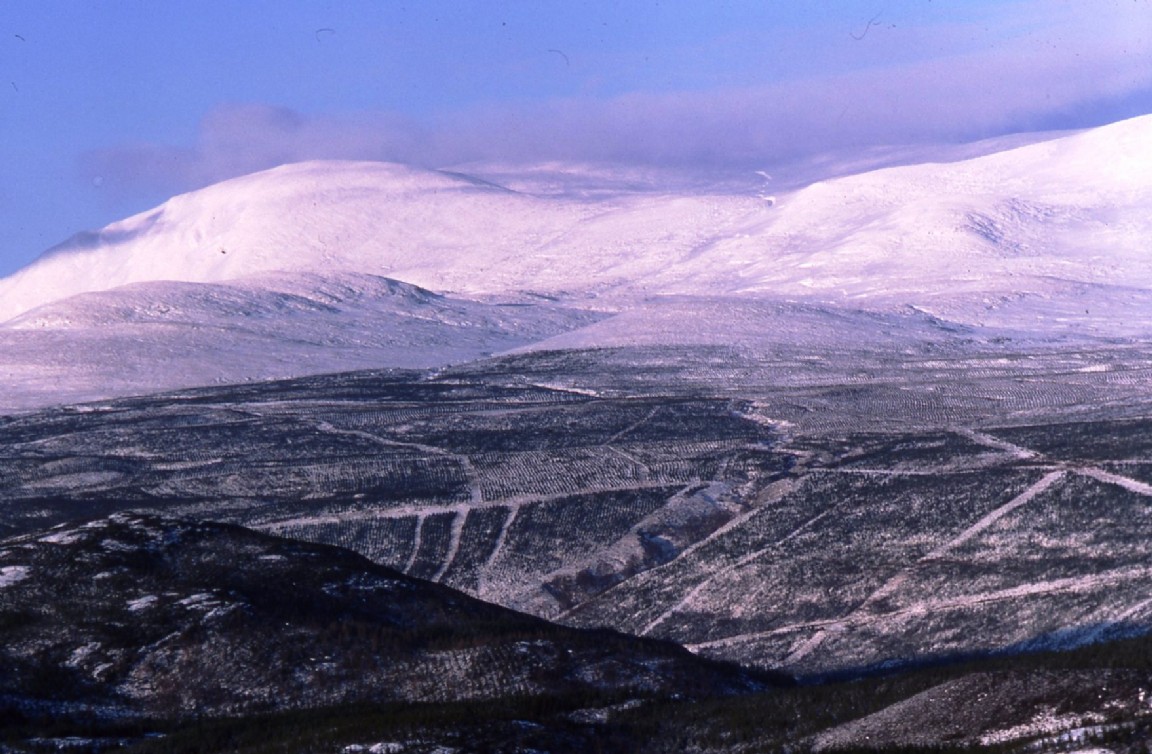 Ravens Rock and Torrachilty Forest new planting