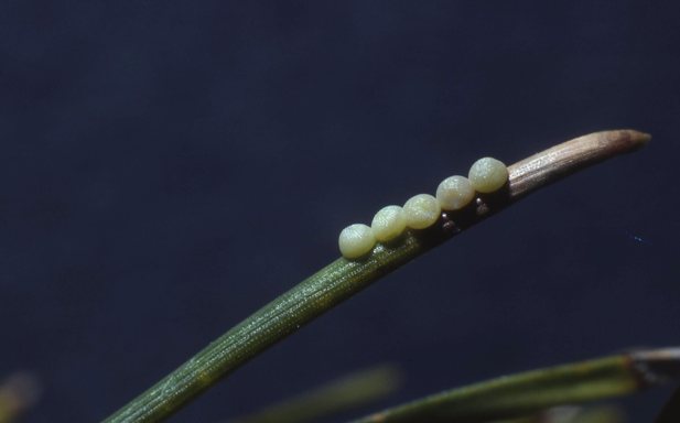 Pine Beauty Moth Eggs