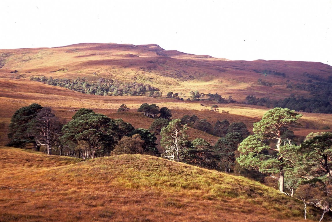 East Rhiddoroch Caledonian Pine Remnants