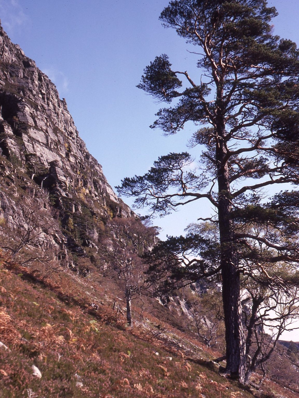 East Rhiddoroch Caledonian Pine 