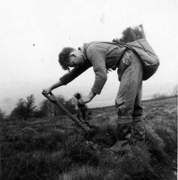 William Fleming planting at Dullatur, Cumbernauld