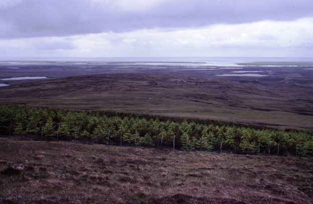 Marrival Forest &mdash; North Uist