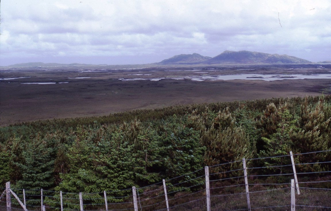 Langais Forest &mdash; North Uist
