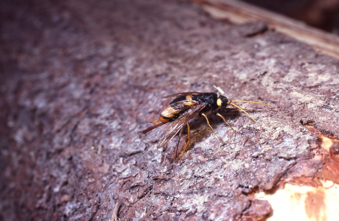 Wood wasp or Horntail in Lael Forest