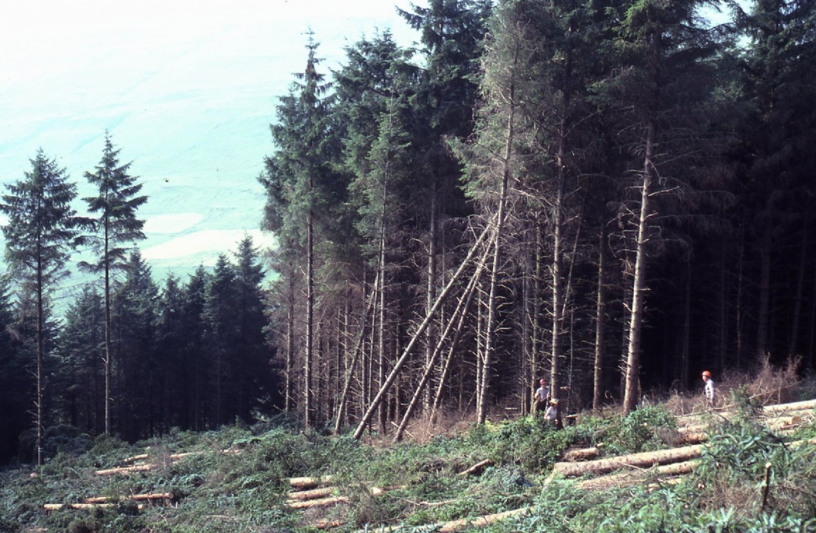 Felling 50 year old Sitka spruce above Eynort