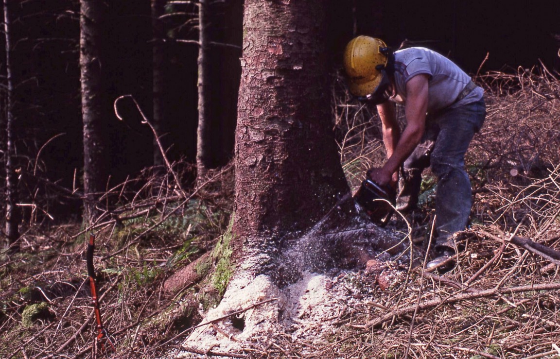 Felling 50 year old Sitka Glen Brittle Forest
