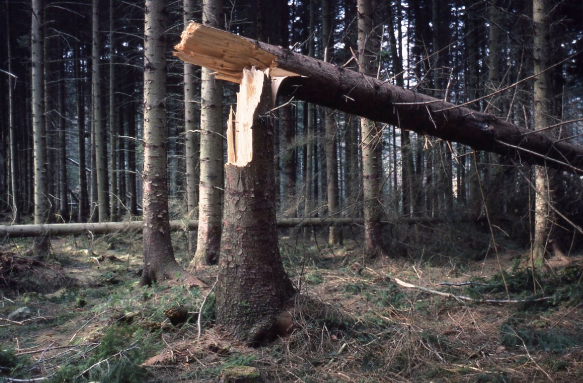 Windbreak on Sitka spruce in Slattadale Forest