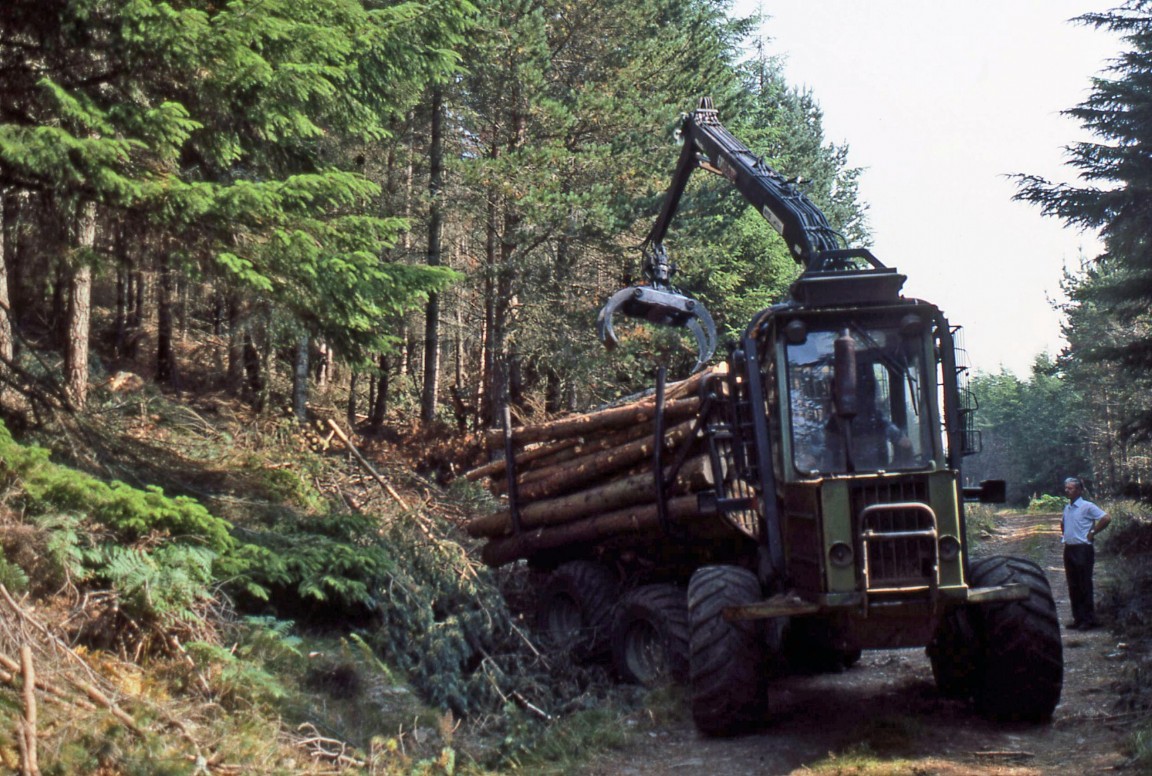 Bruunett at Farr, Culloden Forest District