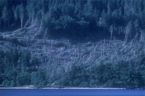Windblow at Inverliever Forest