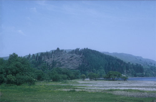 Windblow at Inverliever Forest (2)