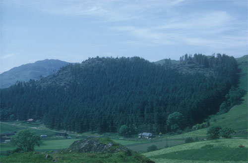 Windblow at Inverliever Forest (3)