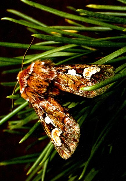 Adult Pine Beauty moth