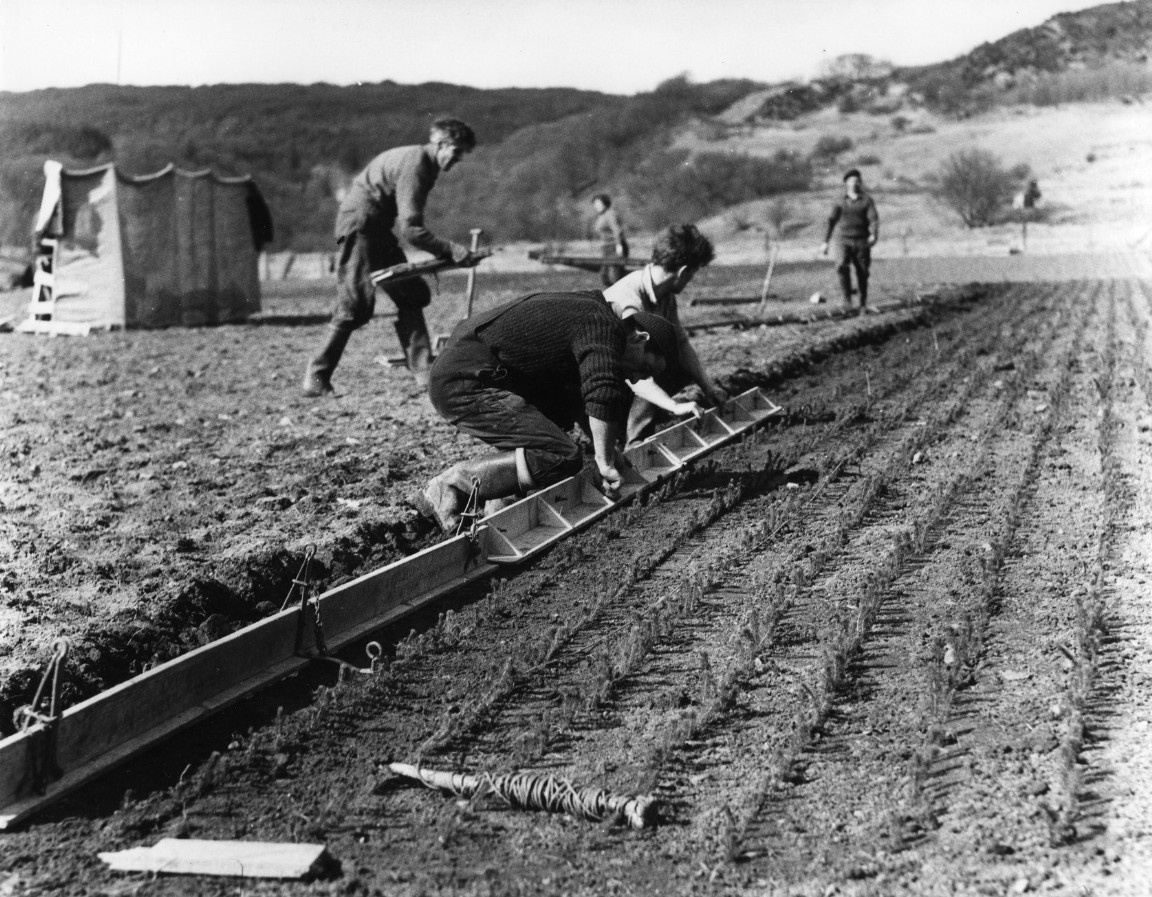 Inverinan Forest Nursery circa 1963