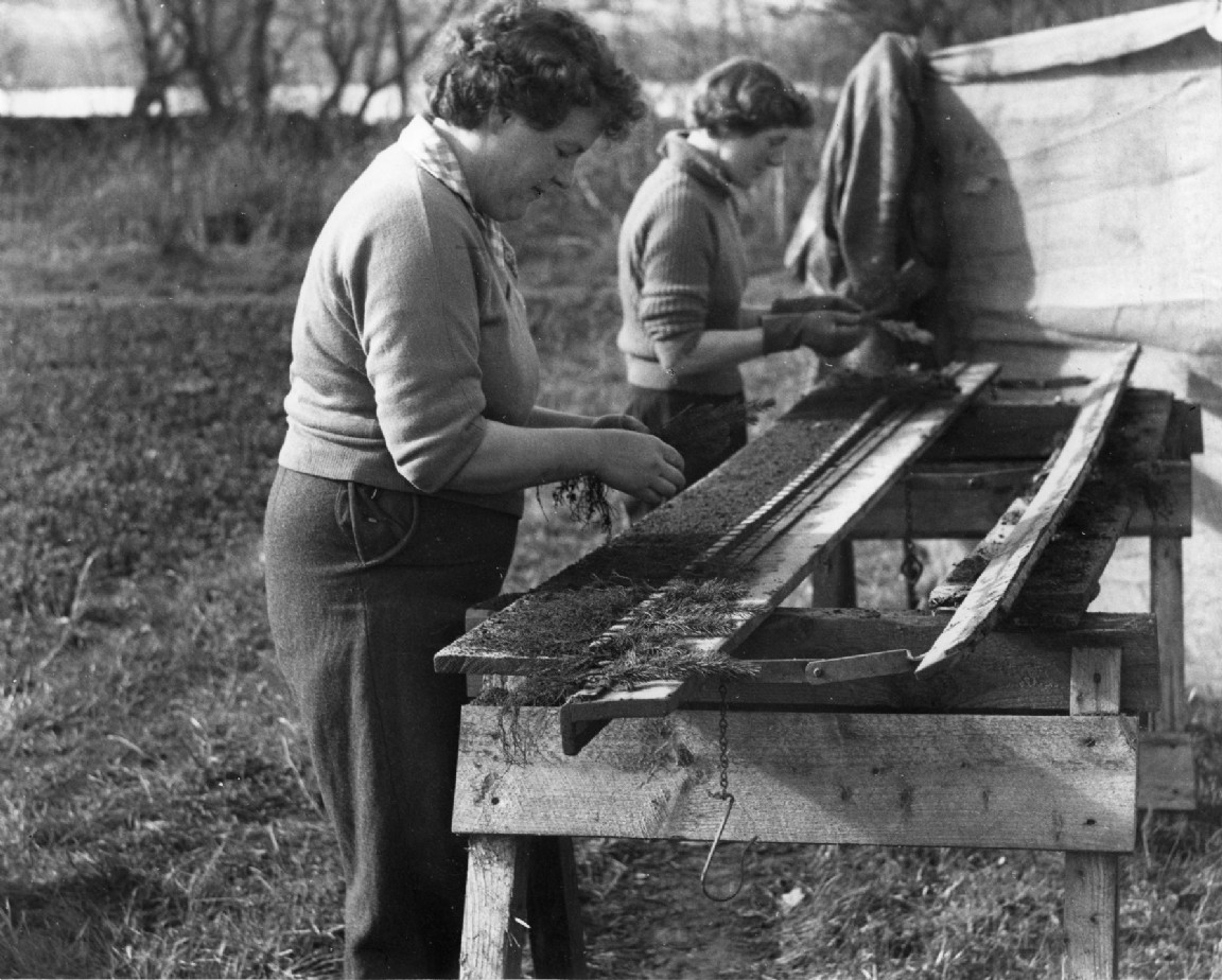 Inverinan Forest Nursery circa 1963