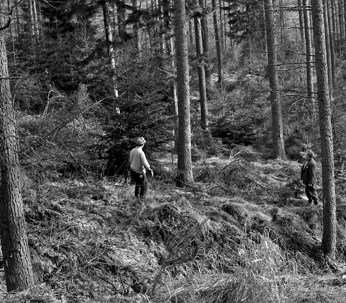 Felling larch - Allean or Strathyre Forests