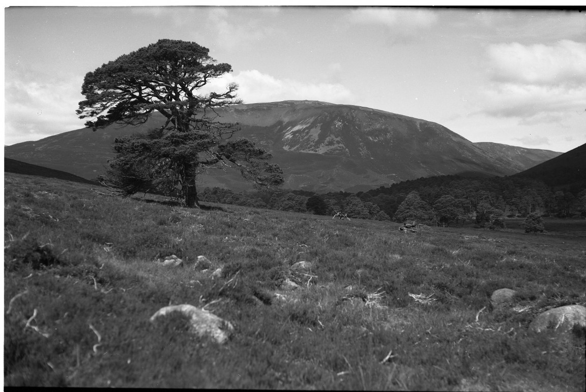Old Granny Scots pine &mdash; where?
