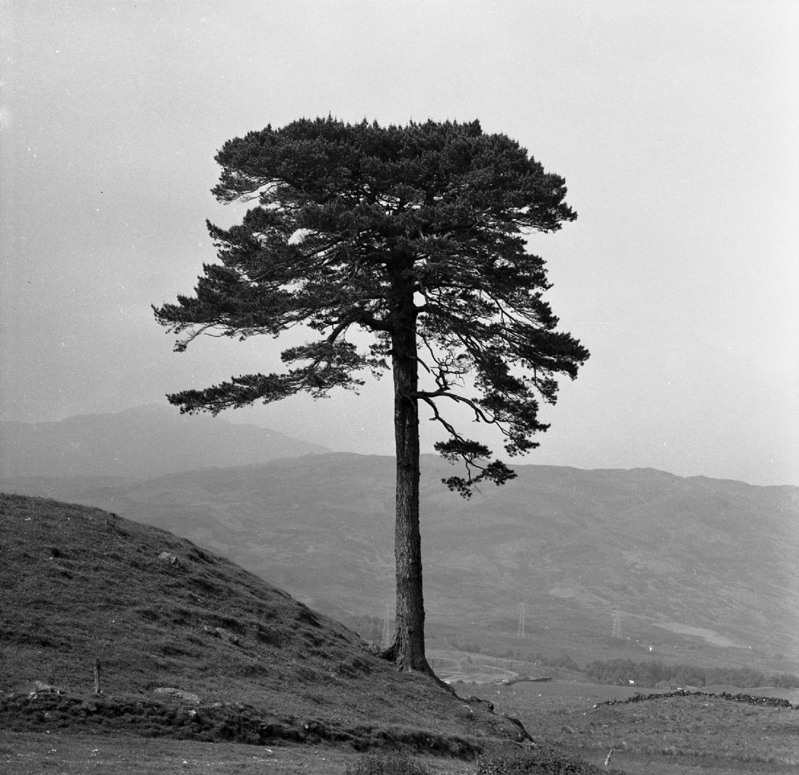 An iconic Scots pine but where? 