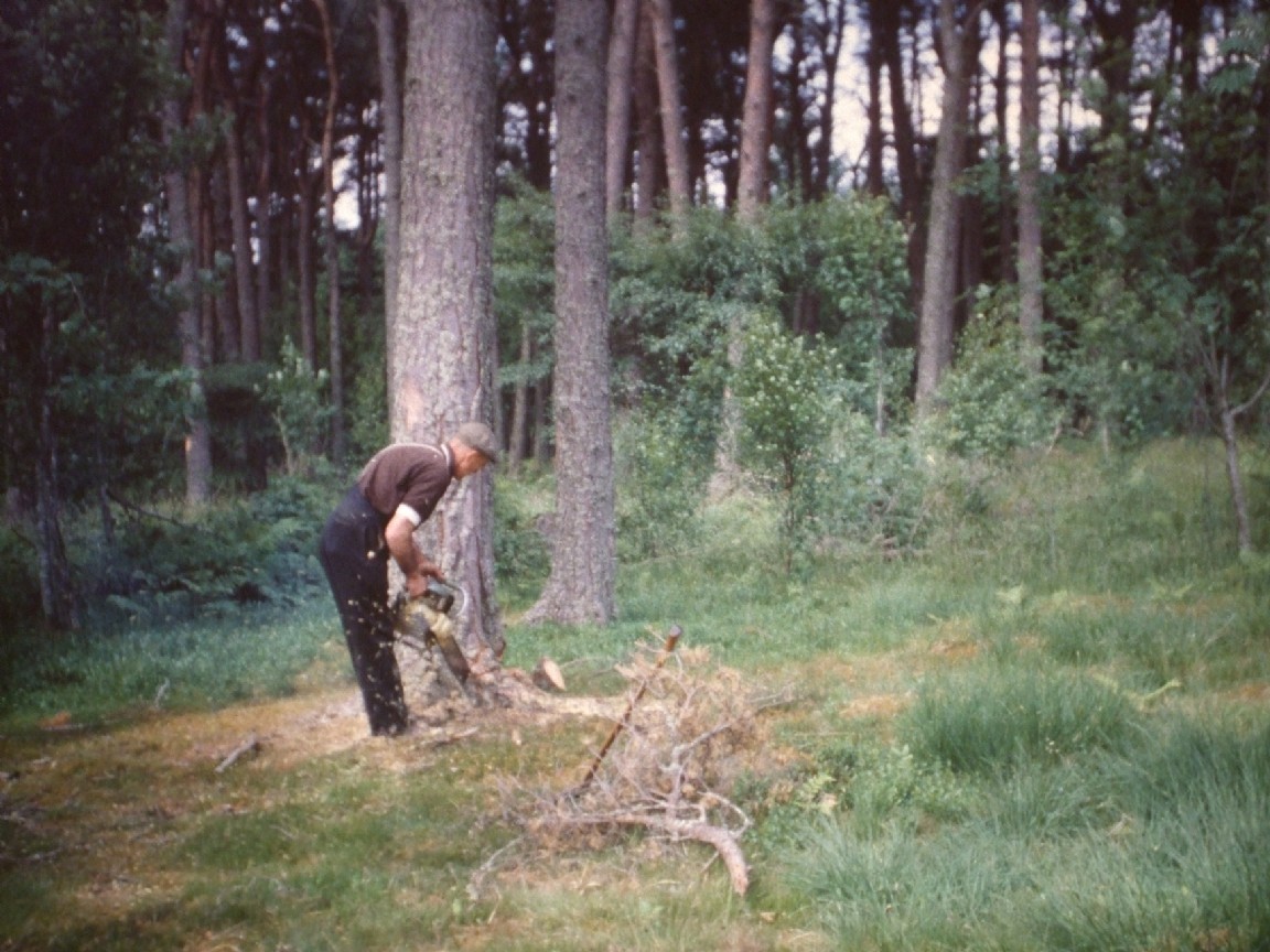 Felling Scots pine - Inverfarigaig about 1965