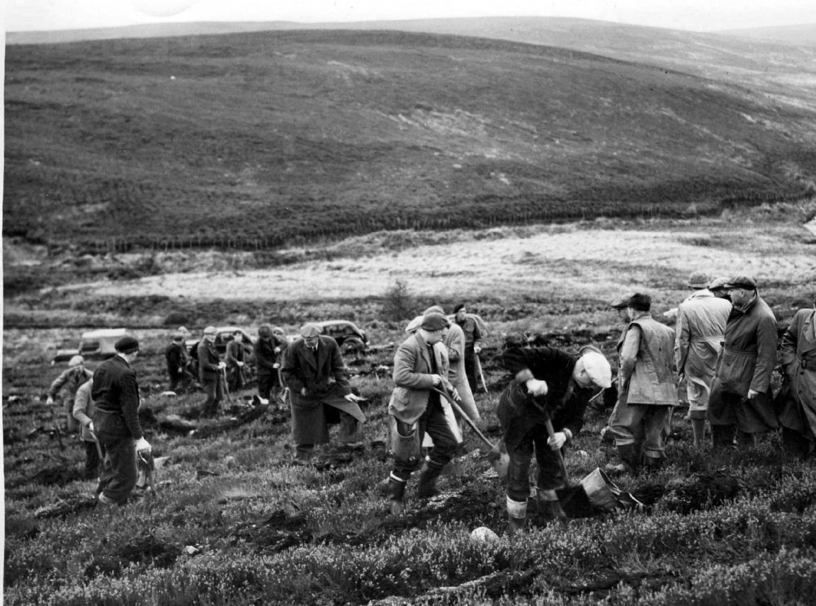 Planting squad at Hobseat, Fetteresso Forest