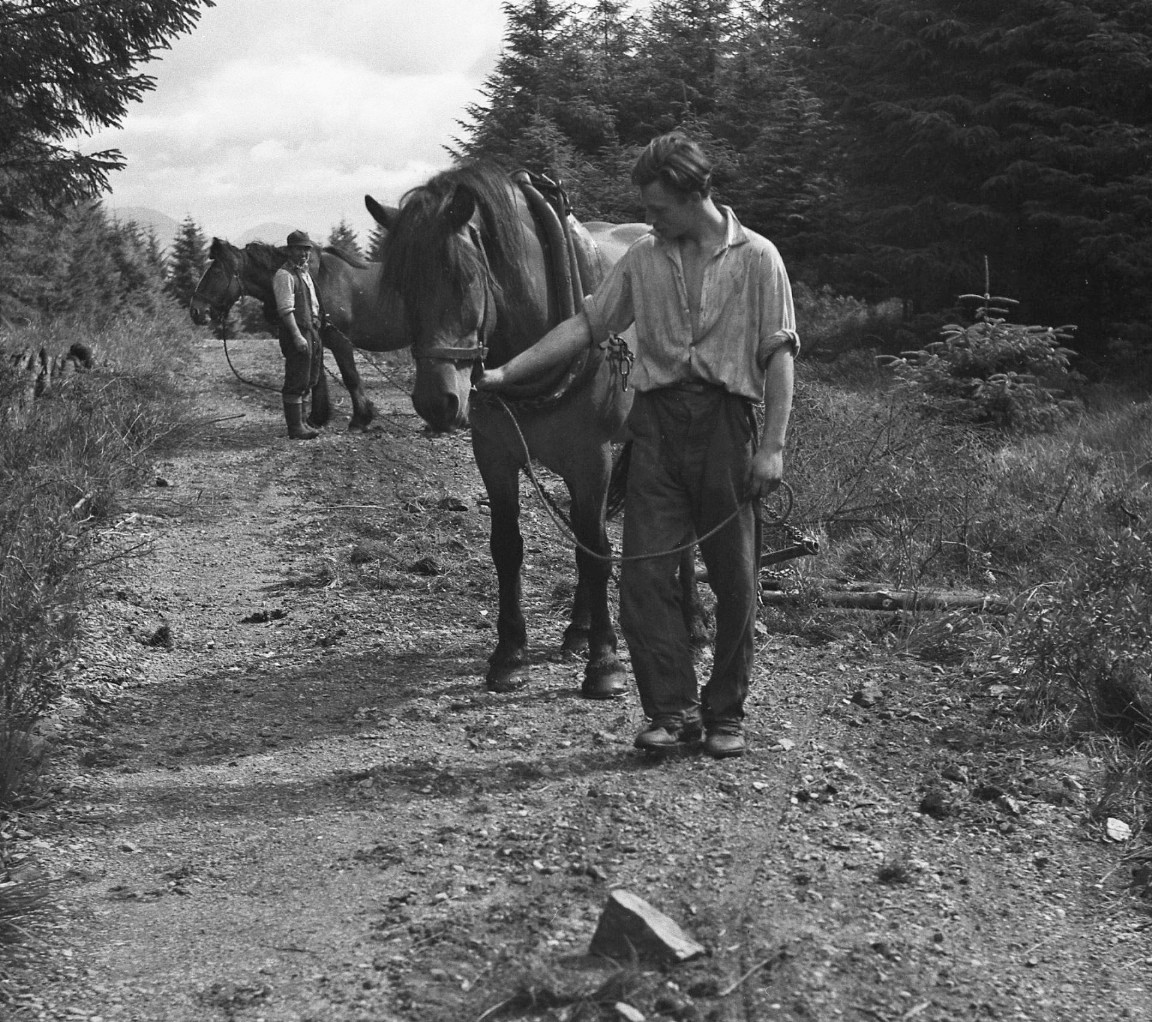 Dragging Timber with Horses - Inverinan Forest