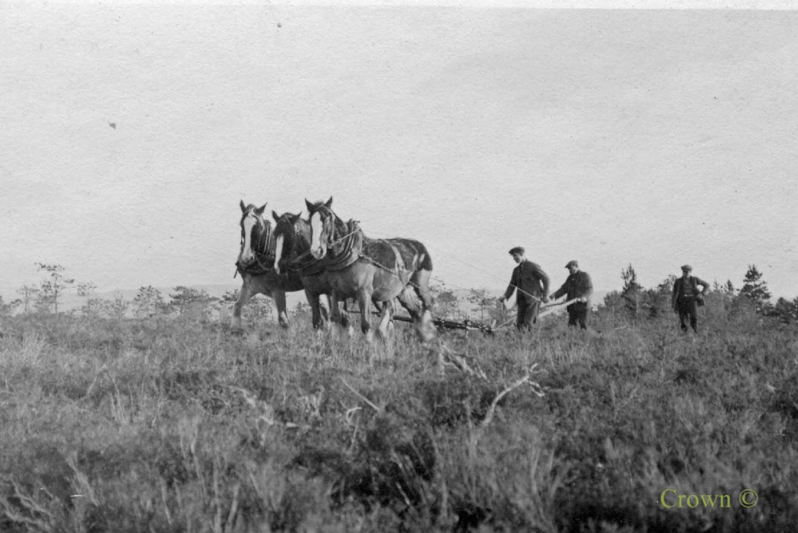 Grant&rsquo;s Standfast Plough at Tiendland Forest