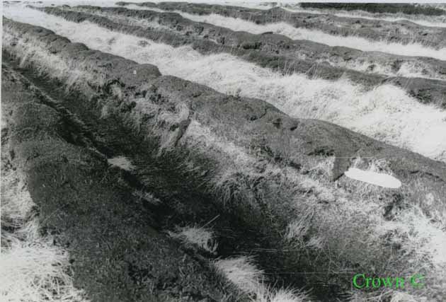 Double furrow ploughing trials at Whitelee Forest 