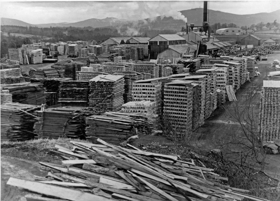 Silverbanks Sawmill processing windblown timber