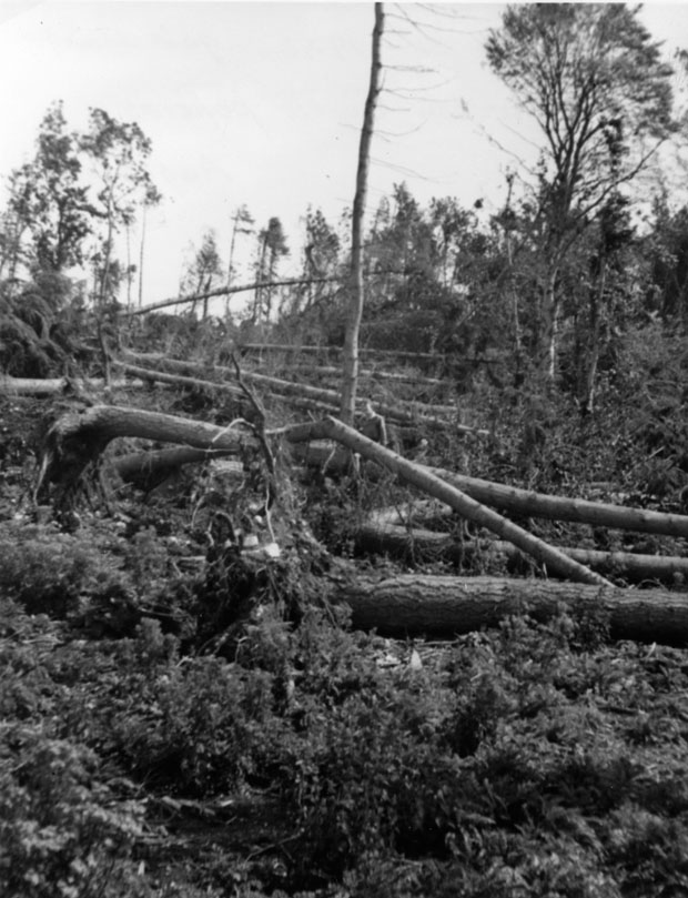 Dunrobin Castle woods &mdash; 1953 Gale