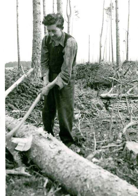 Manual felling &mdash; snedding in a pine tree