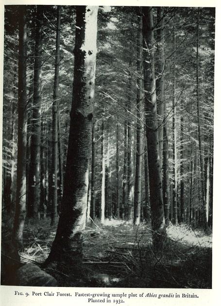 Dickson and Innes report 1957, Port Clair image