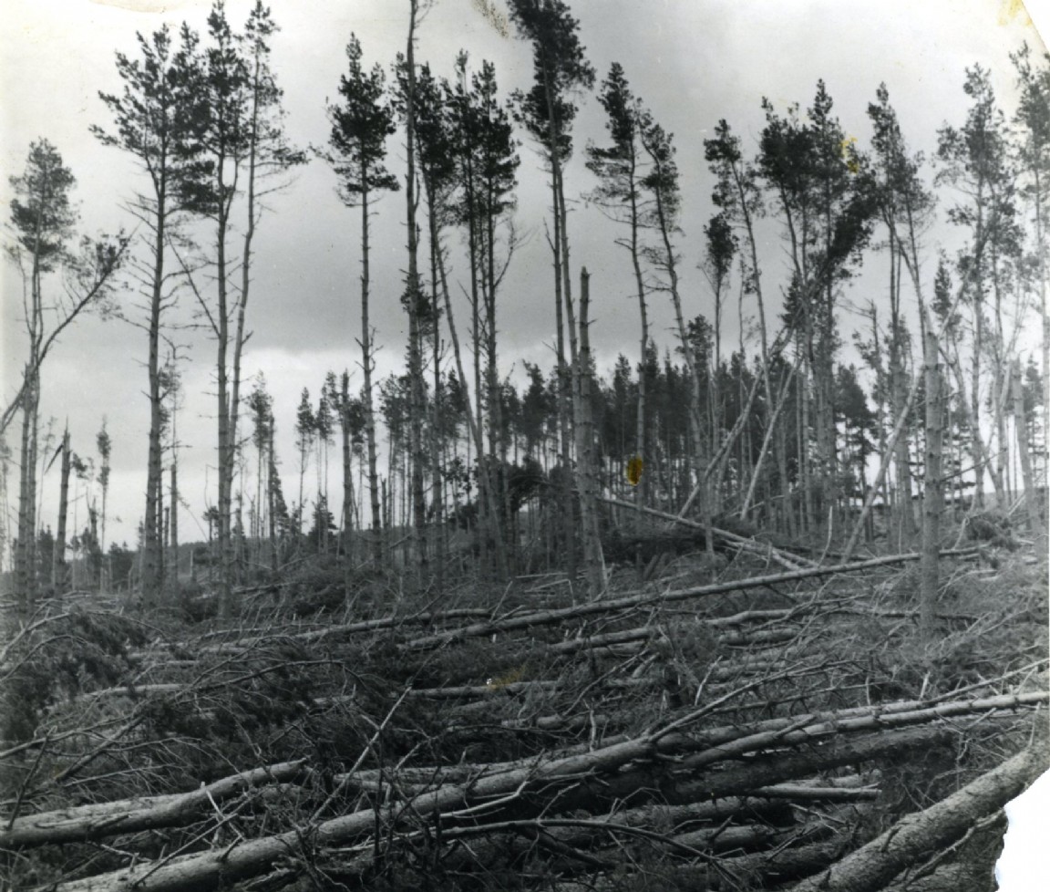 Windblown pine at Ballindalloch Estate